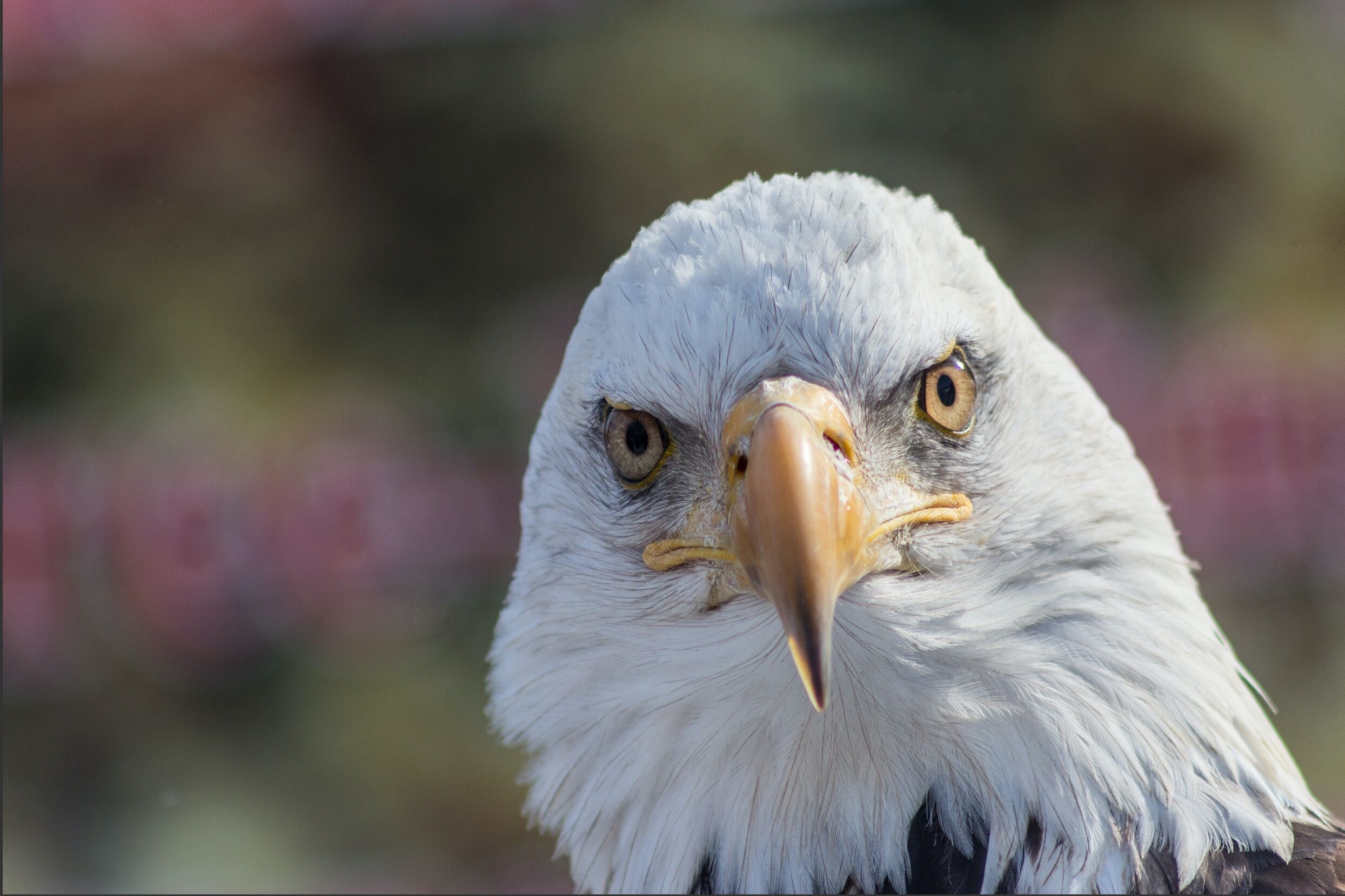 Bald eagle challenging look