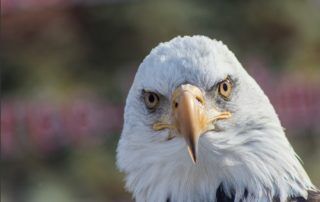 Bald eagle challenging look